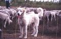 Pyrenäen-Berghund Falko 6 Monate  