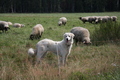 Pyrenäen-Berghund
