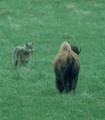 Wolf-bison